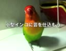 小型インコに芸を仕込もう【みっちーいじり】