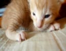 ラビと子猫たち　ﾊﾟｰﾄ40　～11匹の子猫たち～