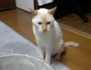 ウチの猫19