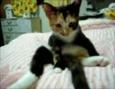 うちの子猫の中身が小さいおっさんだった件