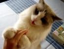 お手とおかわりをするネコ