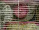 クリ