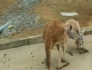 あのパンのマーチ