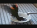 お皿の中で水浴びするキシタバウロコインコ