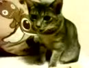 うどんねこ