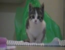 初対面の子猫とスキンシップ