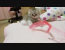 新しい子猫が来たよ＠ヒモで遊ぶ