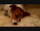 寝言犬