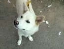 ！今日の　ワンちゃん.3gp