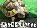 高みを目指すリクガメ６