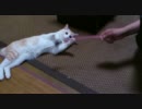 ねこじゃらし相手に全力で遊ぶ猫