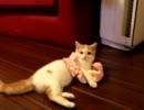 ヘアバンドで遊ぶねこ