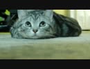 目玉だけ動かす猫
