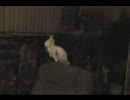 それにしてもこのオウム、ノリノリである。