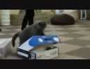 猫が猫を箱の中に閉じ込める