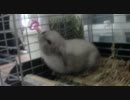 うさぎさんを迎え入れ