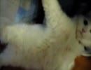 カーテンに引っかかった猫