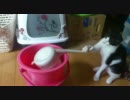 如雨露どつく猫