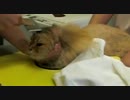 くりりんサマーカット2011　第二回-4 ドライ