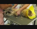 くりりんサマーカット2011　第二回-5 細かい部位のカット