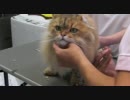くりりんサマーカット2011　第二回-6 襟周りの仕上げ