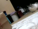 友人の猫も ””滑り込むねこ”” だった