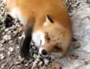 www.videobash.comより輸入　来客を歓迎する狐