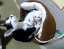 犯されそうだが未遂で済む子猫