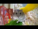 たんぽぽをむさぼるハムスター