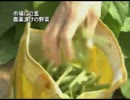 【新唐人】市場に氾濫 農薬漬けの野菜