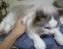最後まで何もありません。ただの猫です。