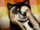 顔がかゆい黒柴