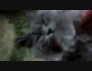 凄い顔して寝る猫