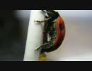 産卵するテントウムシ（Ladybug Laying Eggs）