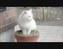 SHIRO.wmv