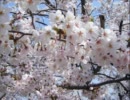 【ピアノ】久石譲「Spring」 弾いてみた【適当エレクトーン】