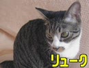 【再うｐ】　ぬっこりドウガ6　「全員集合」