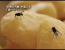 【新唐人】恐怖の月餅 中国人も「食べたくない」