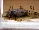 アマゾンの魚たち Part 12 (リネロリカリア、サタノペルカ)