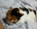 バーナビーのご乱心にびっくりするぬこ