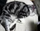 もふもふねこの今日もごめん寝