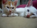家に子猫がやって来た34～茶々とチロル編～