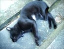 うちに遊びに来る黒猫のエアもみもみ