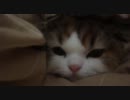 アンバー通信Vol.0041　お布団にもぐってます2