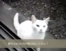 野良猫をベーコンで釣ってみた