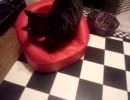 じゃれ合い