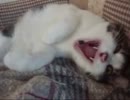 【猫】寝起きぃ-その１-【あざといポーズ】