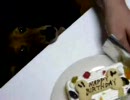 凛太郎、お誕生日ケーキを虎視眈々と狙うの巻