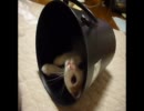ゴミ箱で(＿Д＿ｏ)ゴロォォォンする猫