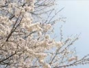 【歌ってみた】桜のような恋でした【オル】
